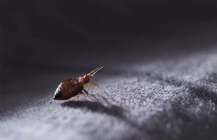 Morgellons Disease