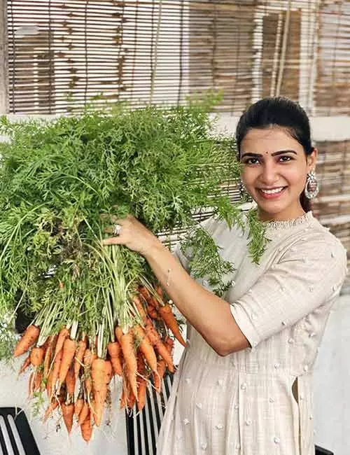 Start Growing Your Own Veggies