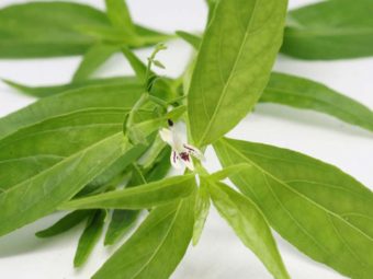 Swertia Chirata (The Bitter Tonic) Benefits and Side Effects in Hindi