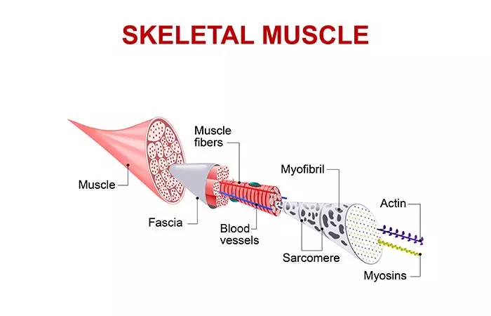 What Exactly Is Fascia And How Does It Change As We Age?