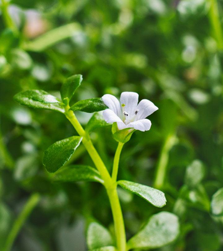 என்றும் இளமை வேண்டி ஏங்குபவருக்கு வரப்பிரசாதமாகும் வல்லாரை !Benefits of Brahmi in Tamil