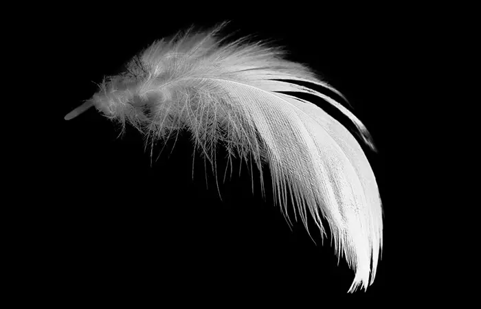 Floating Feathers