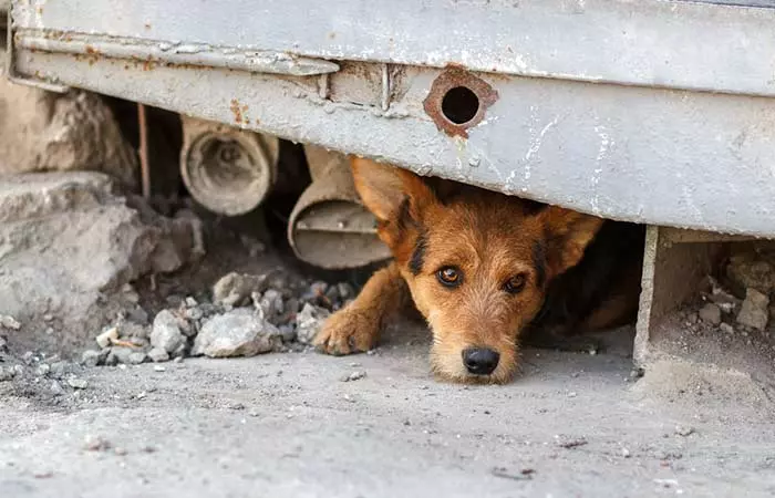 Try Sheltering Stray Dogs