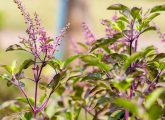 त्वचा के लिए तुलसी के फायदे - 5 Benefits Of Basil Leaves (Tulsi) For ...