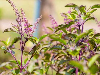 5 Benefits Of Basil Leaves (Tulsi) For Skin in Hindi
