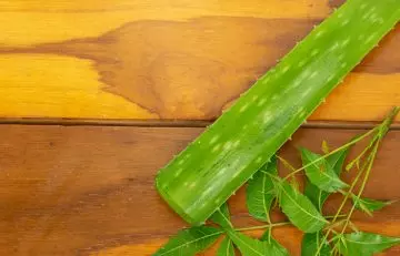 Aloe vera and neem are effective against dandruff