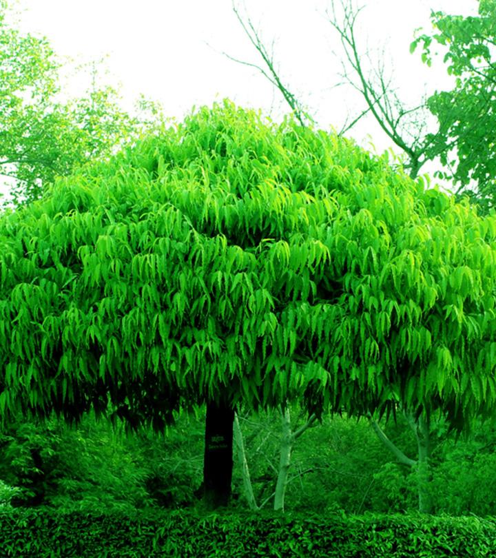 சீதை வந்தமர்ந்த அசோக மரம்.. பெண்களின் உடல் துன்பம் போக்க இறைவன் தந்த வரம்! Benefits of Ashoka tree in tamil