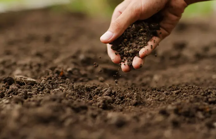 Can Help Measure Soil Quality