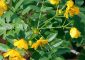 Senna Leaf Benefits and Side Effects in Hindi