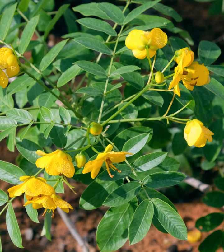 5-senna-leaf-benefits-and-side