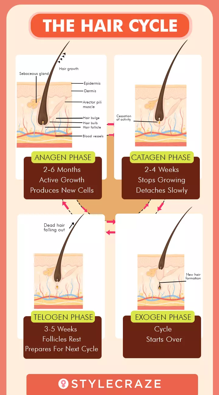 Hair growth cycle