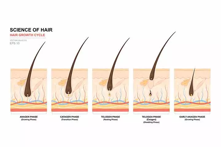 The hair growth cycle