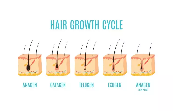 Hair growth cycle showing anagen, catagen, telogen, and exogen phases