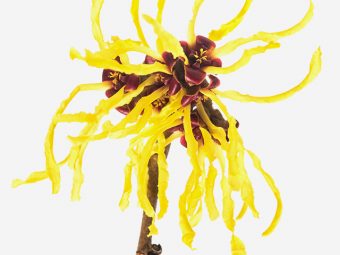 Witch Hazel For Hair: Benefits And How To Use It