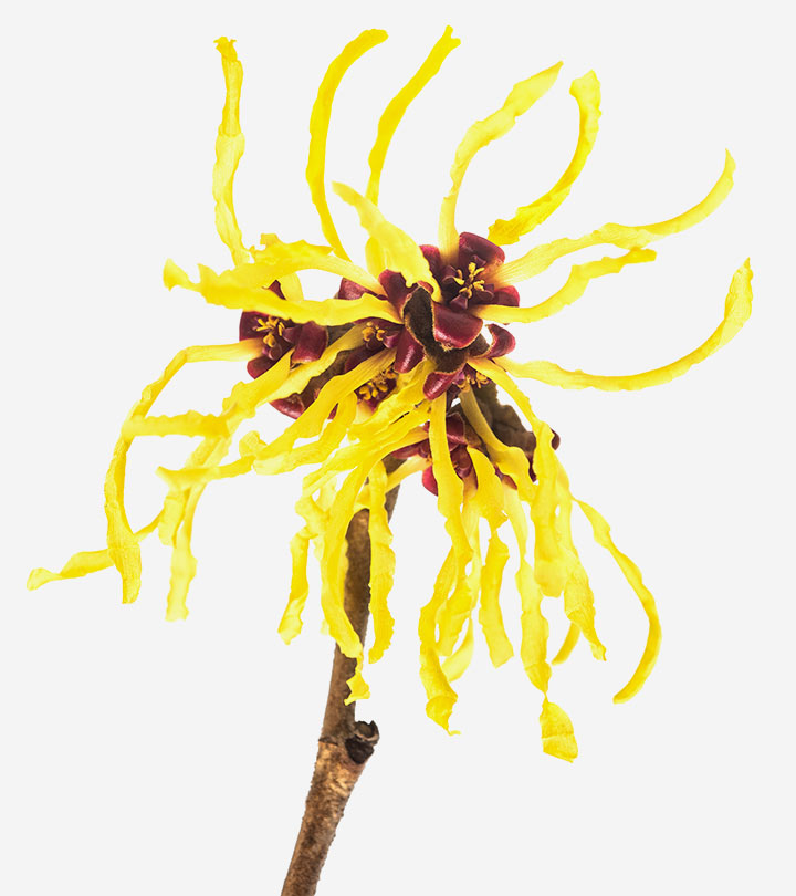 Witch Hazel For Hair: Benefits, How To Use, & Side Effects