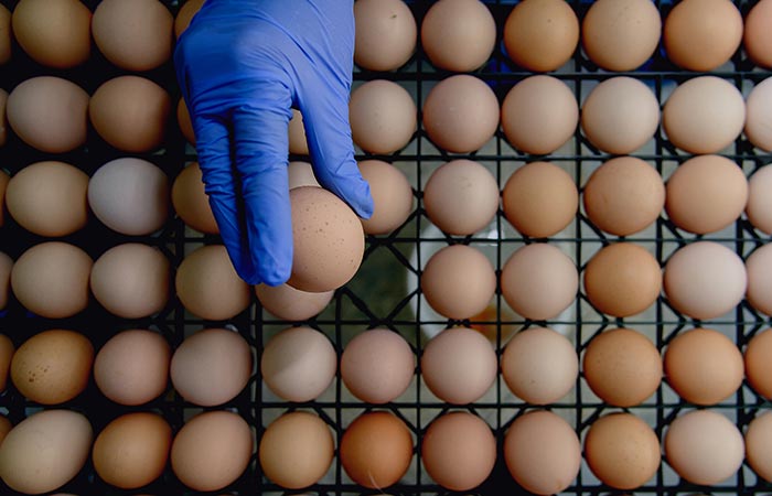 inspecting-industrial-produced-eggs-factory