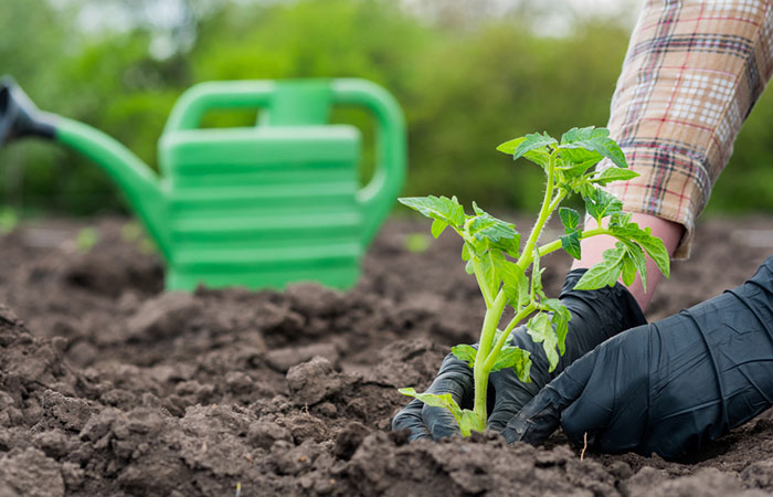 As A Fertilizer In Your Garden