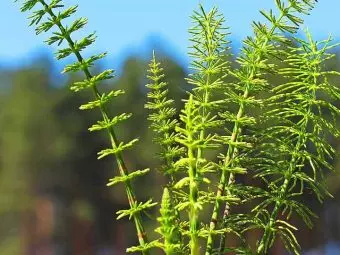 Horsetail For Hair Growth: Benefits And What You Should Know