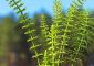 Horsetail For Hair Growth: Benefits And What You Should Know