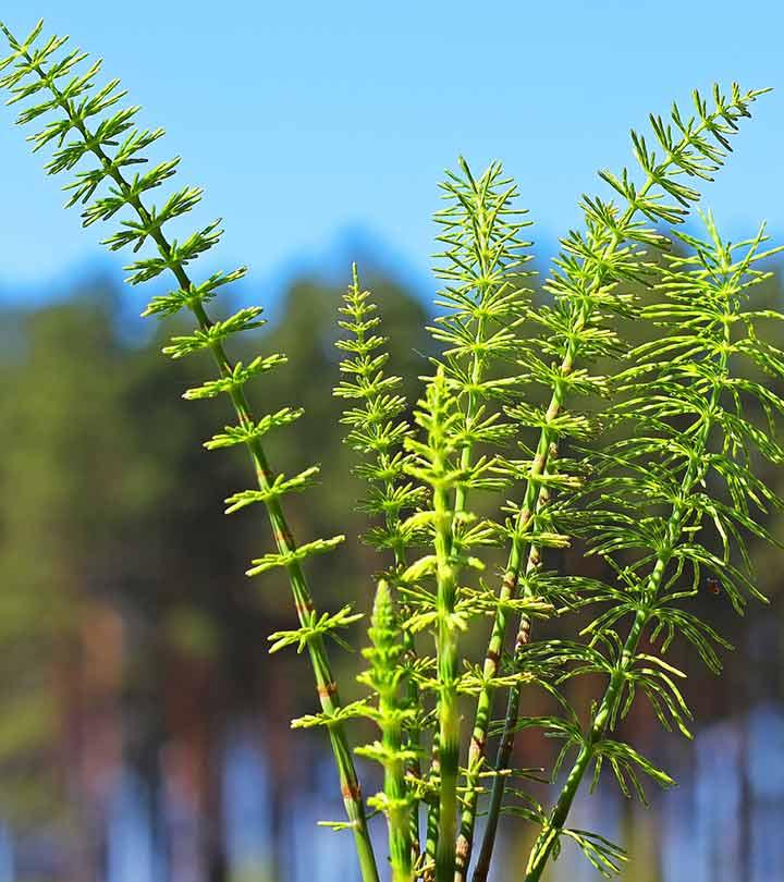 Horsetail For Hair Growth: Benefits And What You Should Know