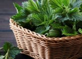 Nettle for Hair – Benefits, How It Works, And Uses