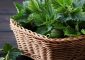 Nettle for Hair – Benefits, How It Works, And Uses