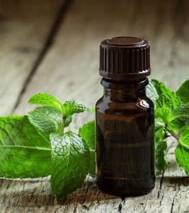 Peppermint Oil Benefits and Side Effects in Hindi