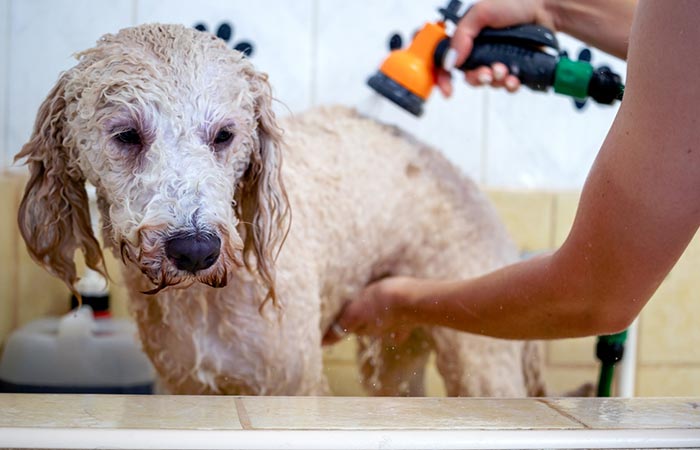Giving your pet a bath with a specially formulated shampoo prevents fleas