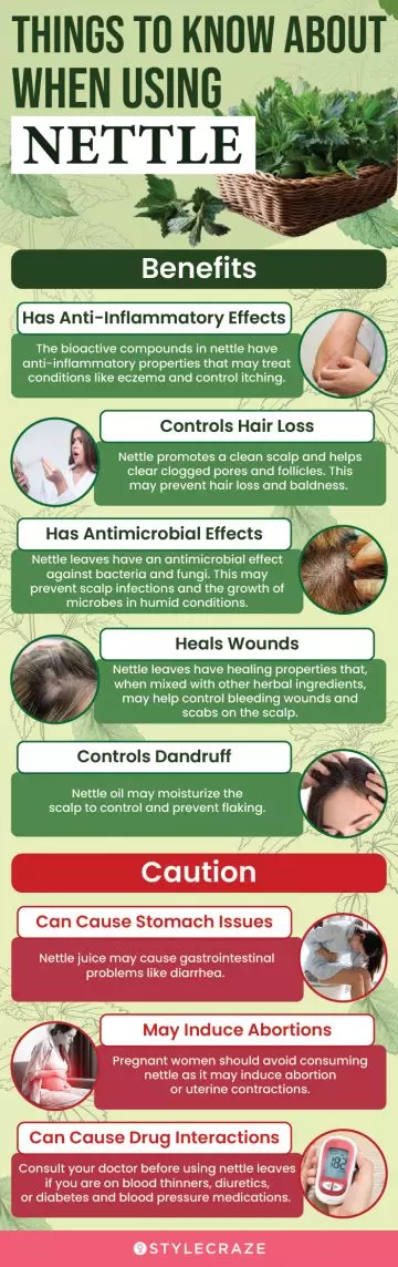 things to know about when using nettle (infographic)