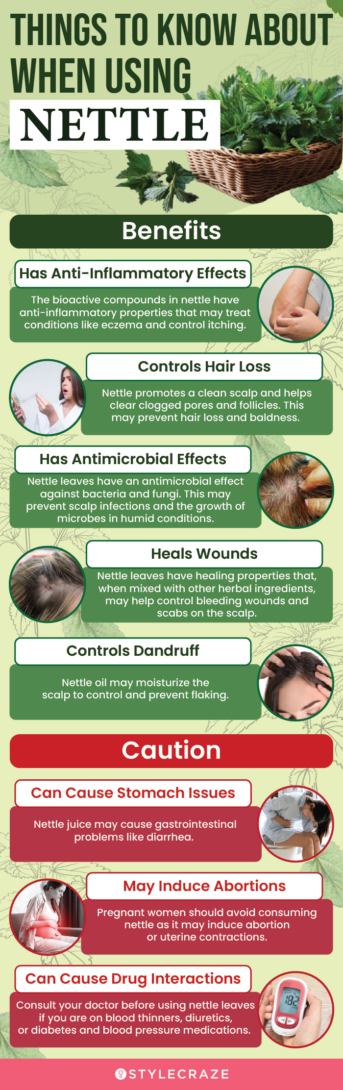 things to know about when using nettle (infographic)