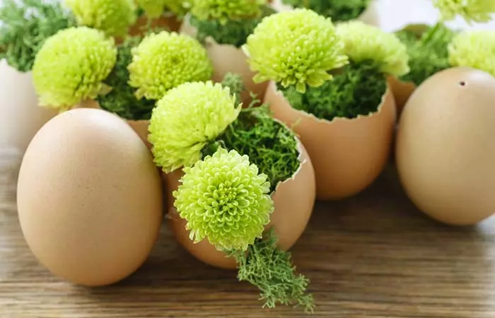 Chrysanthemum Santini In Easter Egg Shells