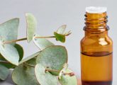 नीलगिरी तेल के फायदे और नुकसान - Eucalyptus Oil (Nilgiri Tel) Benefits ...