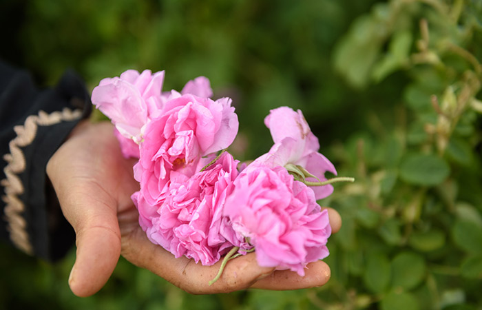 Woman holding pink damask roses