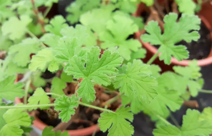 Keep Mosquito Repellant Plants In Your Room