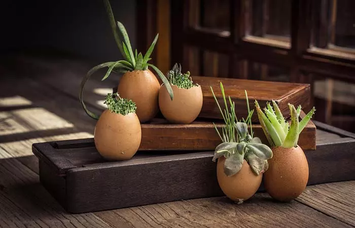 Planted Succulents In Eggshells