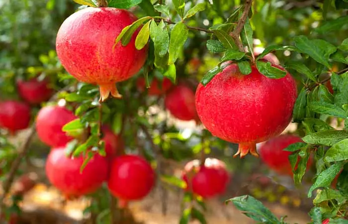 Pomegranates Can Help Fight Bacterial And Fungal Infections