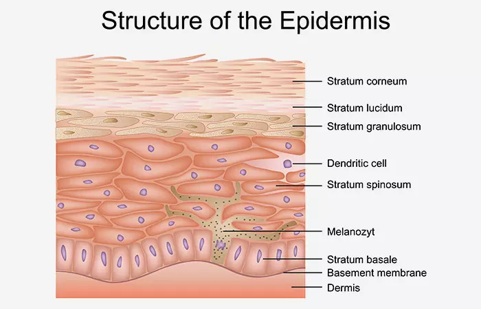 What is the skin barrier