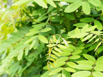 Senna Leaf Benefits and Side Effects in Bengali