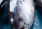 टूना मछली के फायदे और नुकसान - Tuna Fish Benefits and Side Effects ...