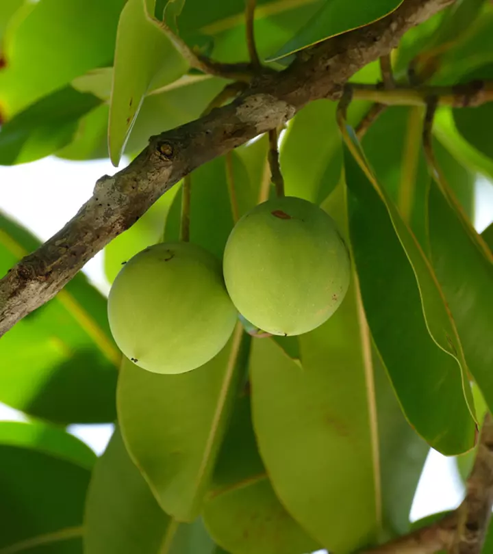 Tamanu Oil For Skin: Benefits, How To Use, And Side Effects