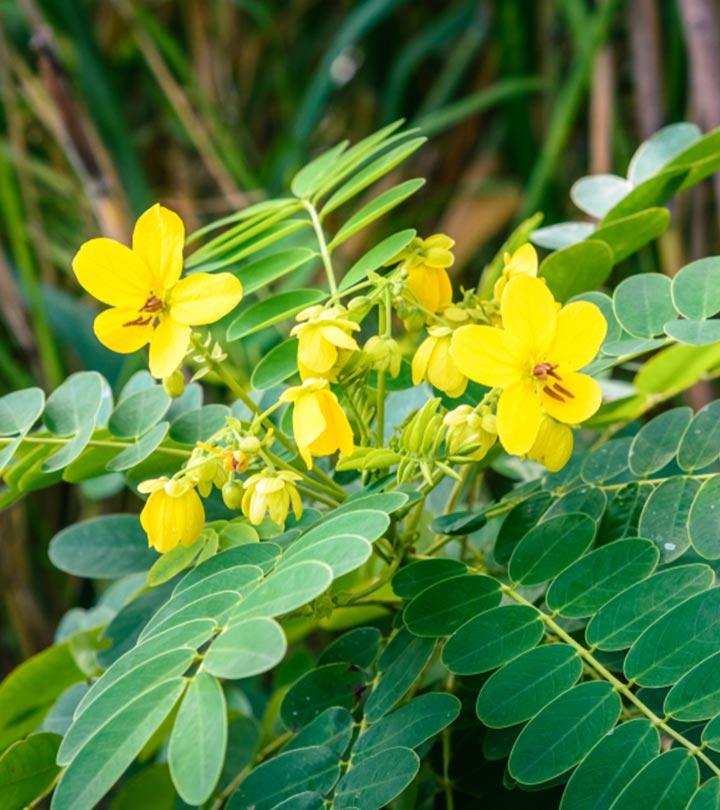 ஆவாரம் பூக்கள் தரும் ஆரோக்கிய நன்மைகள்; அதே நேரம் அது தரும் பக்க விளைவுகள்