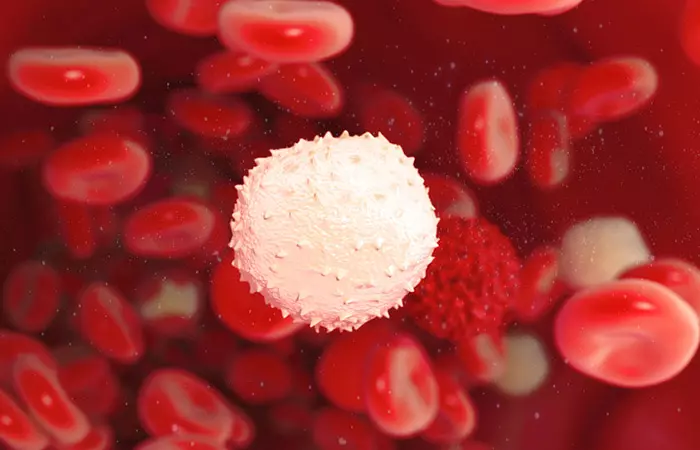 White (Knight) Cells