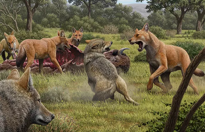 Dire Wolves