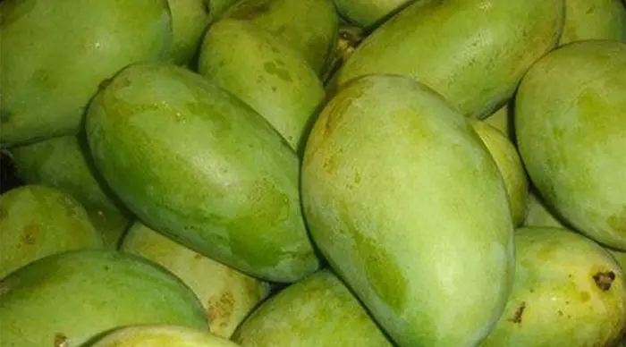 Fazli Mangoes West Bengal