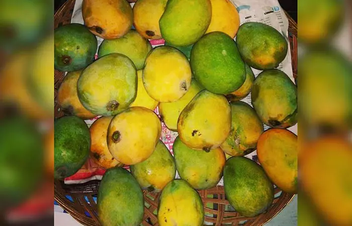 Himsagar Mangoes West Bengal