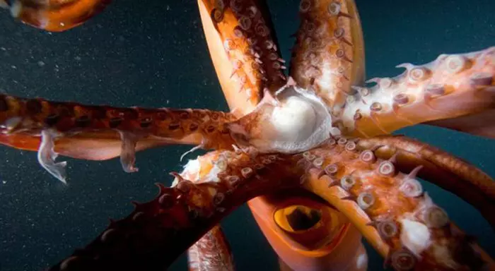 Kraken
