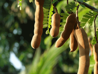 Tamarind Leaves Benefits and Side Effects in Hindi