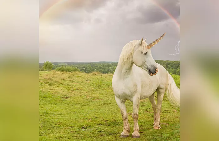 Unicorns