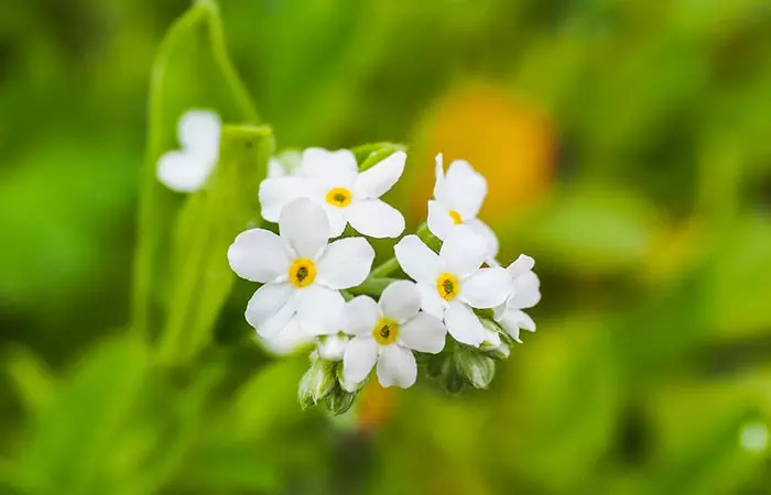 Abyssinian oil is extracted from Crambe abyssinica.