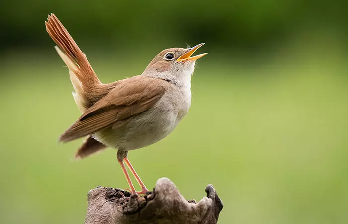 Bird Poop To Remove Makeup
